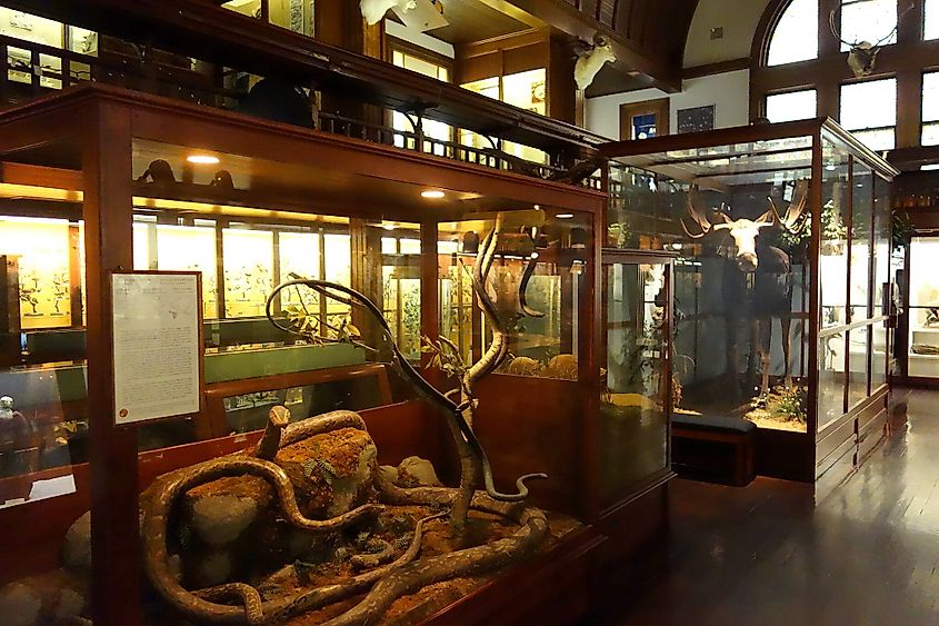 Interior view of the Fairbanks Museum and Planetarium, St. Johnsbury, Vermont, USA.