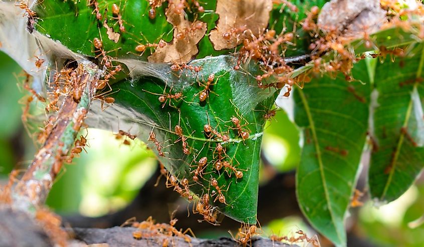 Close up group of red fire ants on green leaves in nature forest.