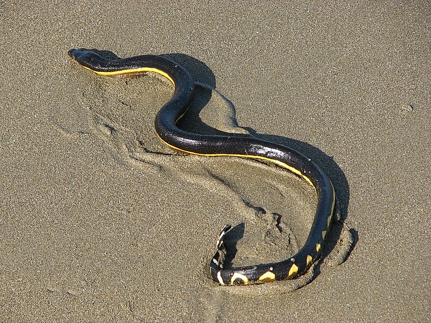 Yellow-bellied sea snake. In Wikipedia. https://en.wikipedia.org/wiki/Yellow-bellied_sea_snake By Aloaiza - Own work, CC BY 3.0, https://commons.wikimedia.org/w/index.php?curid=3582452