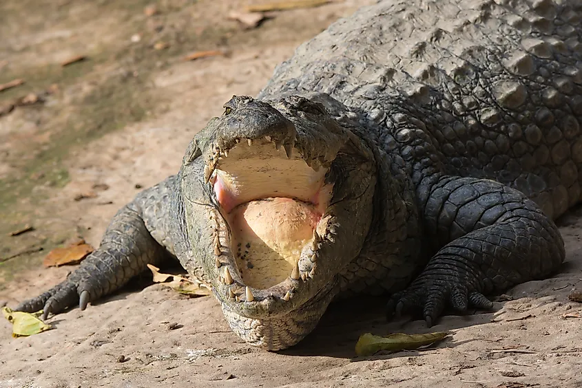 A West African Crocodile.