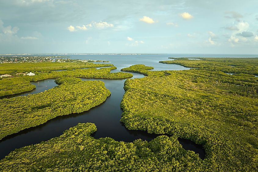 Overhead view of Everglades swamp with green vegetation between water inlets.