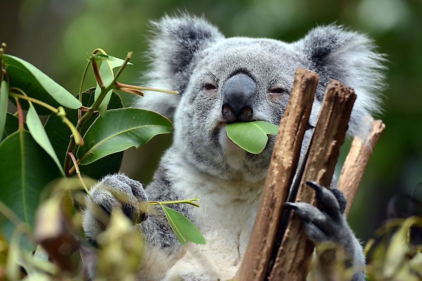 austrailian food chain with koala