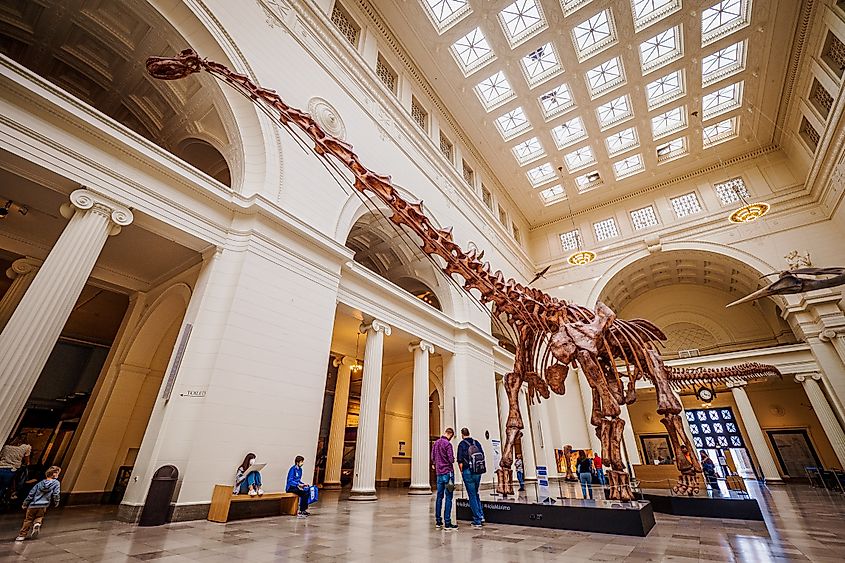 Titanosaur skeleton in Chicago, Illinois.