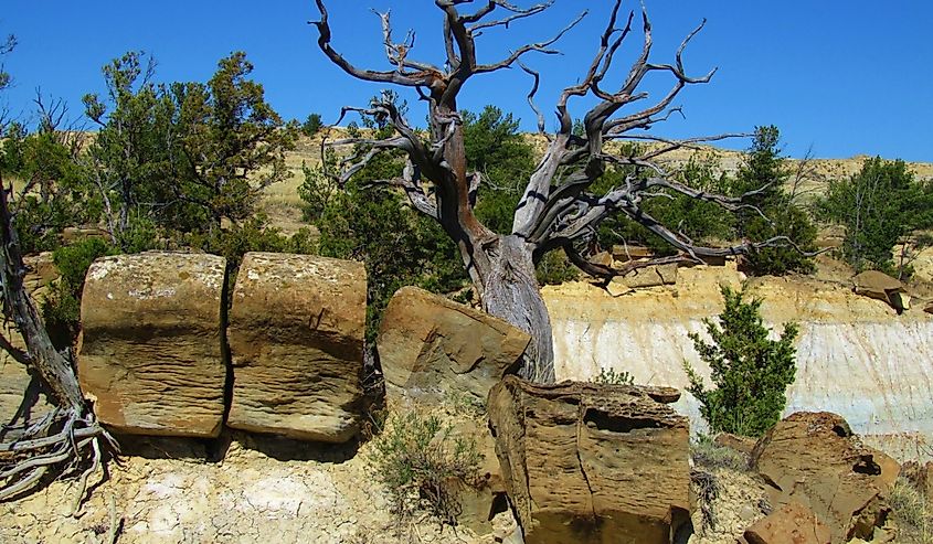 Formation scenery/landscape in Terry Badlands Wilderness Study Area, Montana