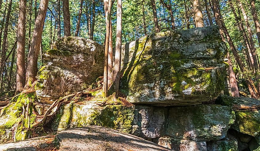 Warsaw Caves Conservation Area Douro-Dummer Otonabee Region Ontario Canada in summer, Canadian woods, rocks covered with green moss and lichens, trails and petrified tree roots.