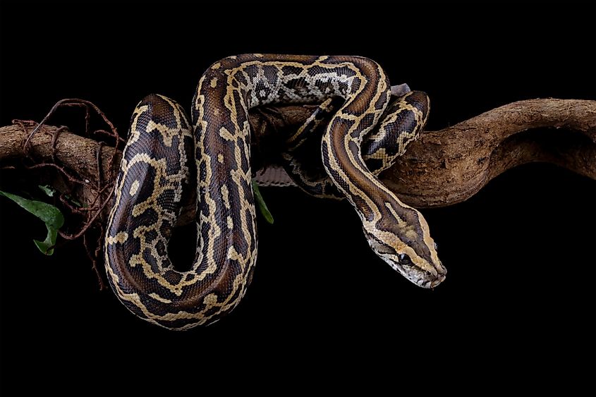 Burmese python on a branch.