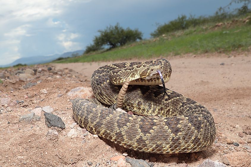 Mojave rattlesnake (Crotalus scutulatus), Hidalgo County, New Mexico