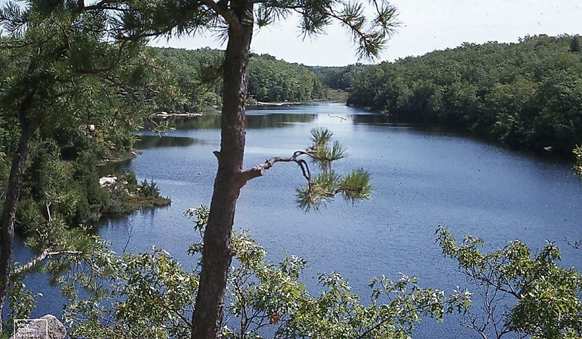 Long Pond (near Ell) Pitch pine, Pinus rigida. Rhode Island