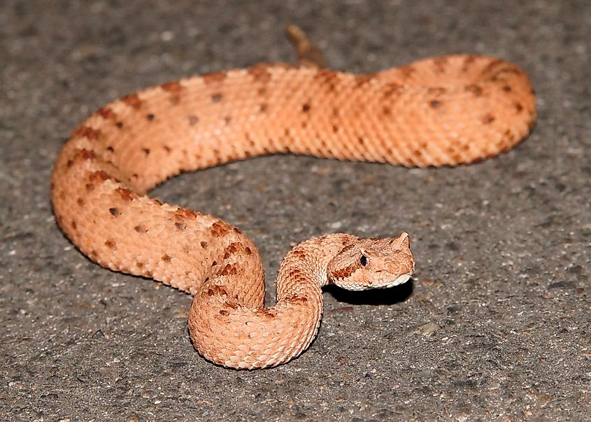 The Mojave Desert sidewinder.