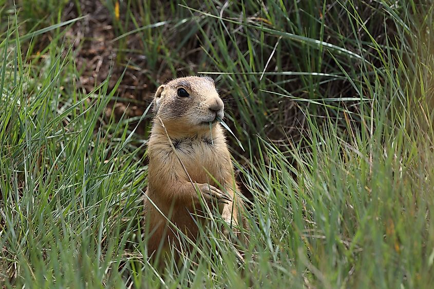 A prairie dog at the Bryce Canyon National Park, Utah.