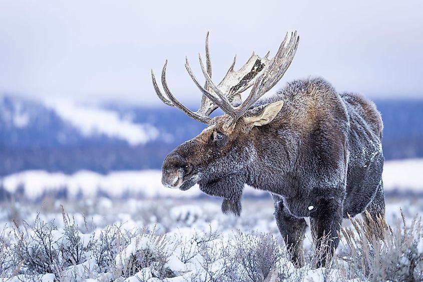 A majestic moose resting in a tranquil wintery landscape, surrounded by a snow-covered field.