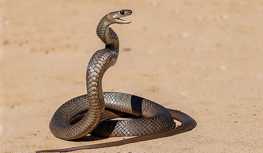 Highly venomous Australian Eastern Brown Snake being defensive