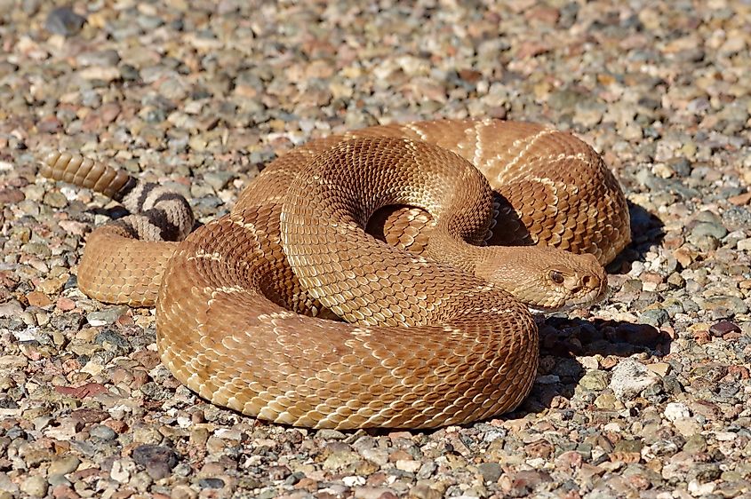 Red diamond rattlesnake