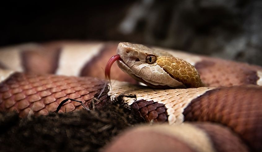 View of Eastern copperhead