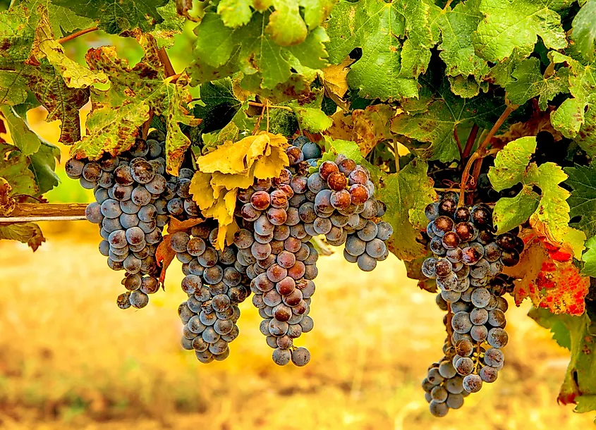 Clusters of Merlot grapes ready for harvest in a Yakima Valley vineyard in Eastern Washington.