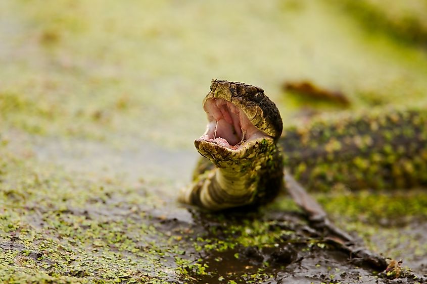 Cottonmouth
