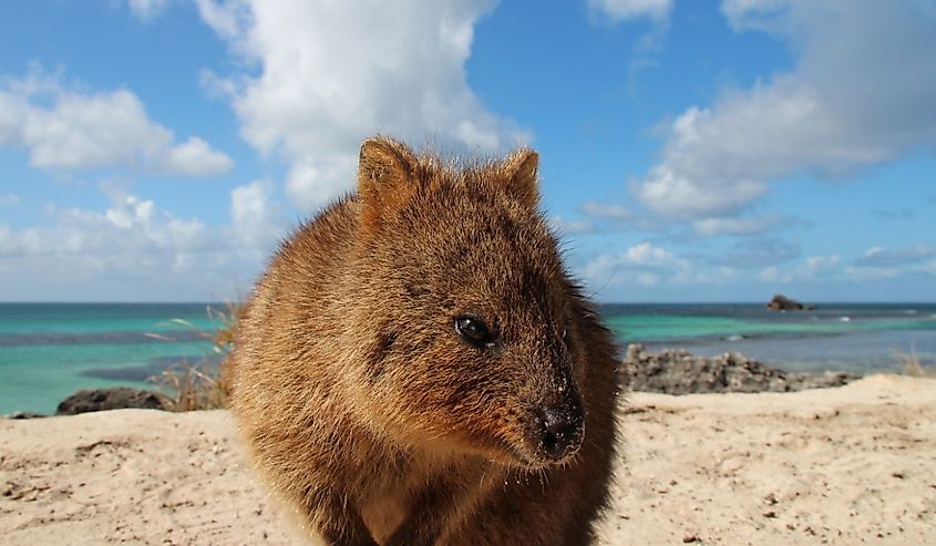 Quokka at Rottnest Island in Australia.