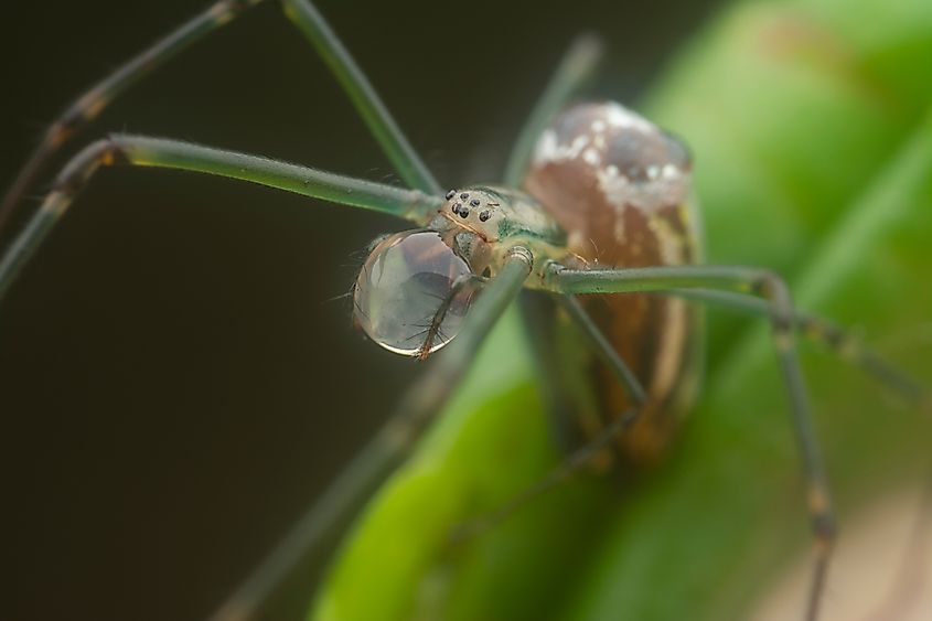 Orb weaver spider