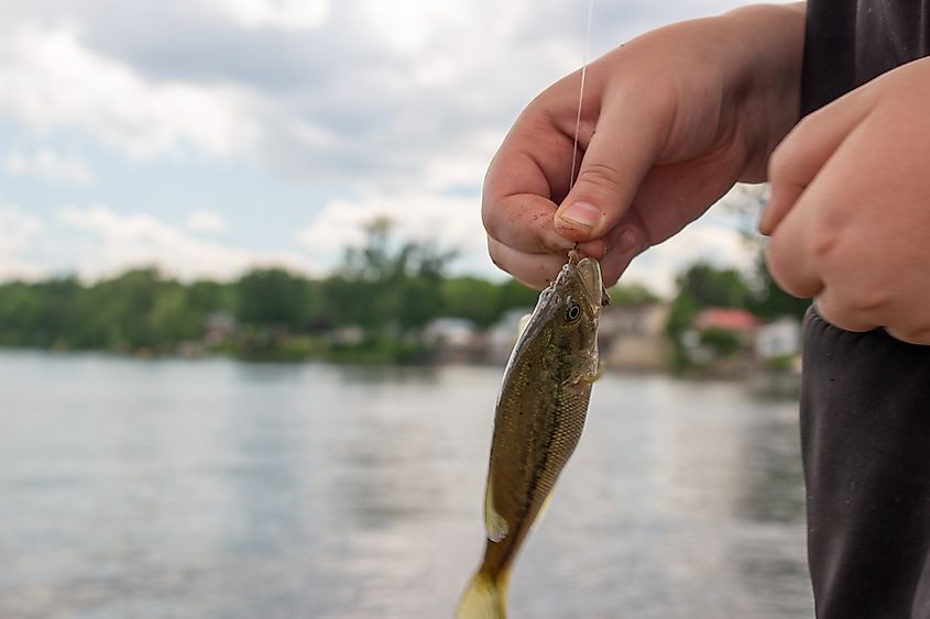 Small fish caught in Lake Champlain