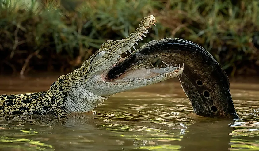 A saltwater crocodile eating a fish.