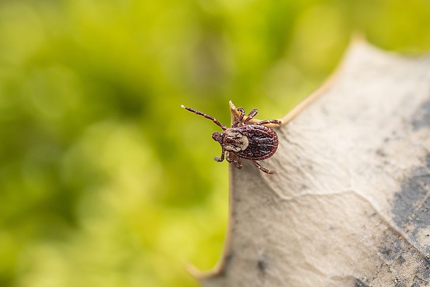 A macro shot of an American dog tick on a leaf.