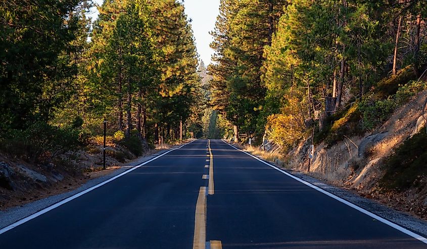 Taken in Stanislaus National Forest, California.