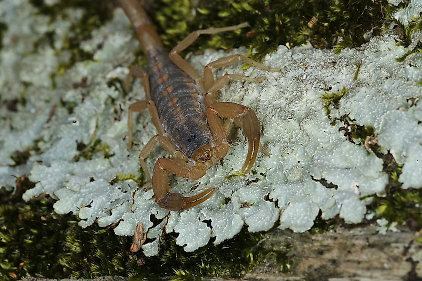 Texas bark scorpion on tree lichen
