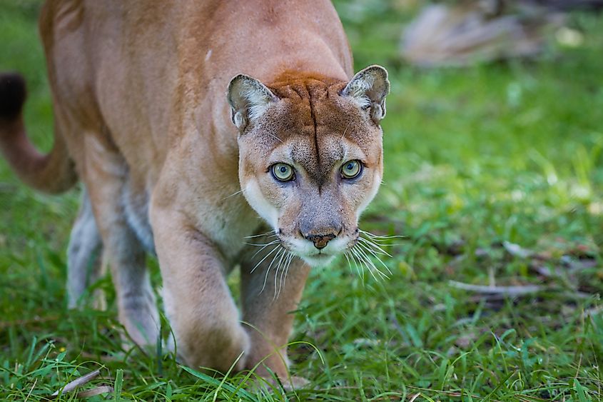 A Florida panther.