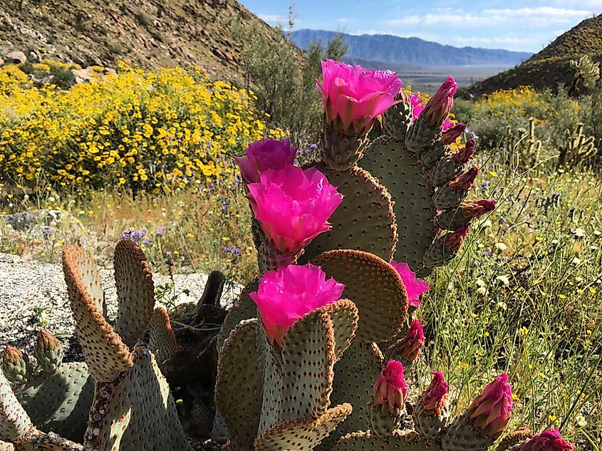 Super bloom in Anza Borrego State Park.