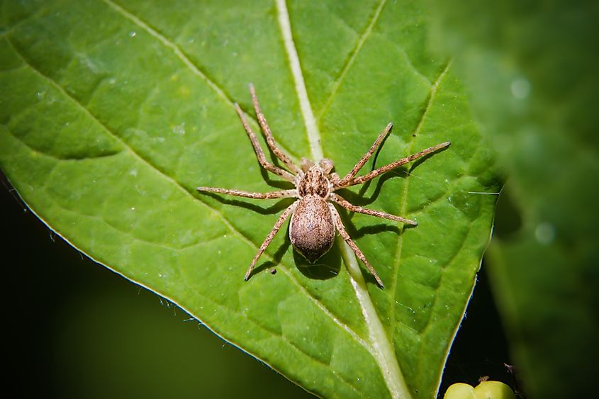 Brown Recluse Spider on a leaf.