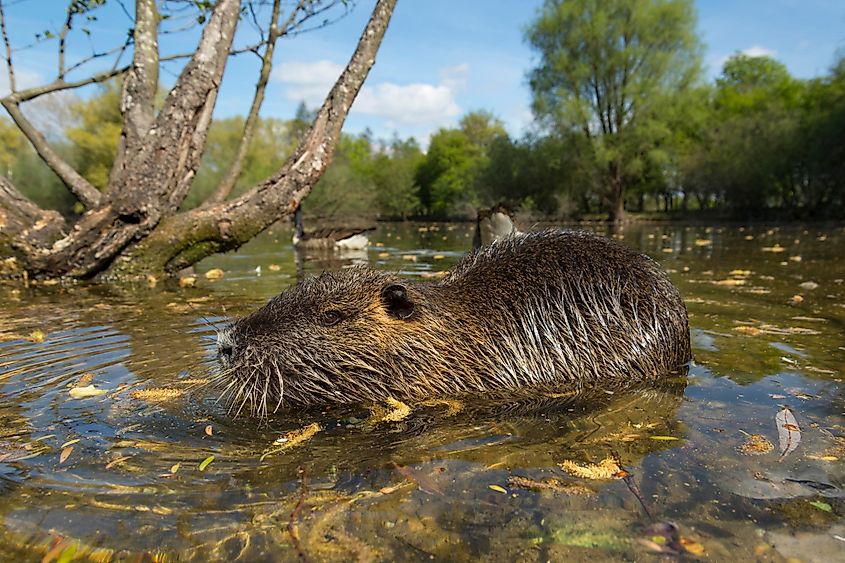 Nutria (Myocastor coypus)