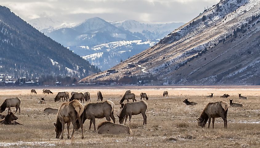 National Elk Refuge, USA