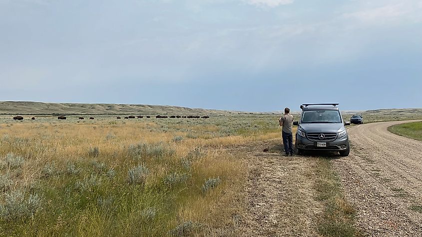 A couple pulled over on the side of a gravel road, watching a herd of bison traverse the grassy plains.