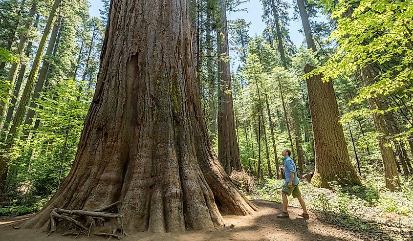 Man standing looking at giant big Red Wood tree in Calaveras Big Trees State Park in California.