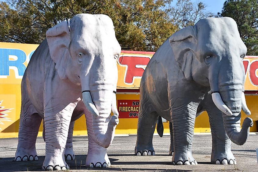 Thelma and Louise (Big Al and Lizzy) Elephants at Papa Joes Fireworks in Hardeeville, South Carolina