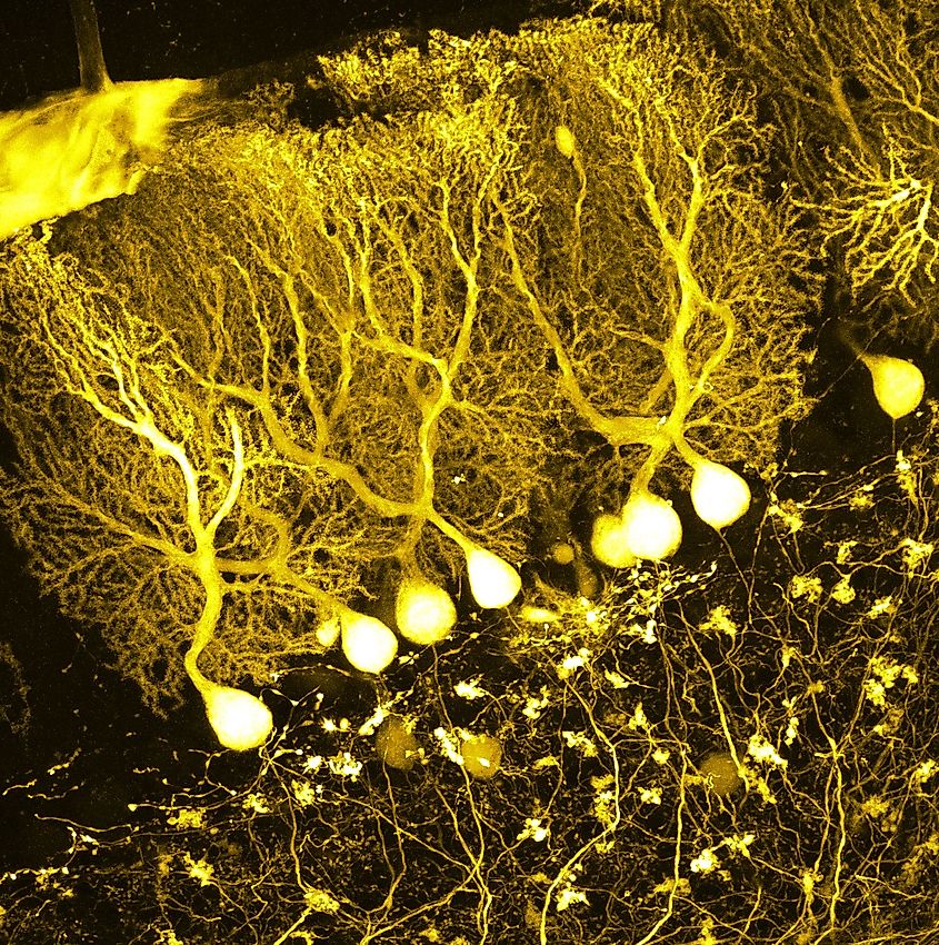 Large neurons in the cerebellum