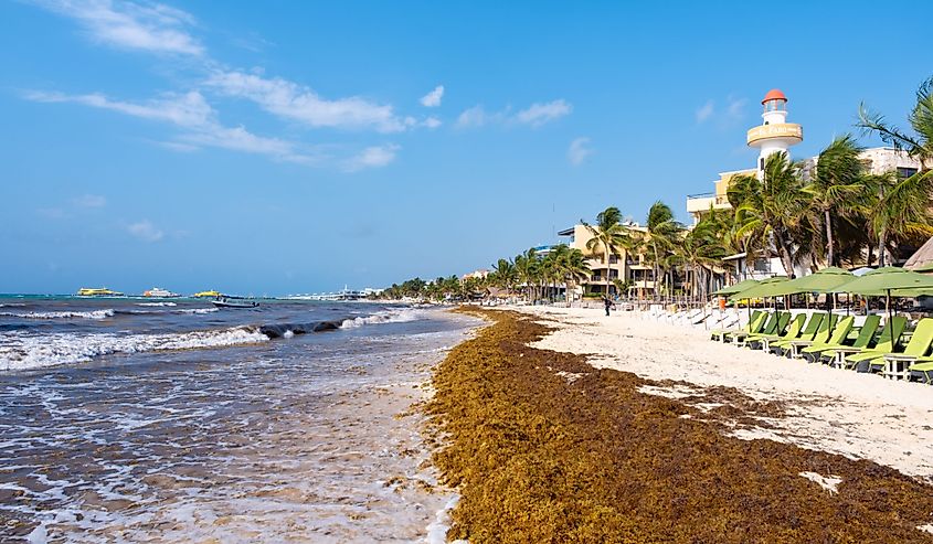 The beach at Playa del Carmen invaded by Sargassum seaweed