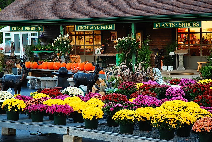 An outdoor and garden shop in North Kingstown, Rhode Island, displaying fall flowers and seasonal decor for customers.