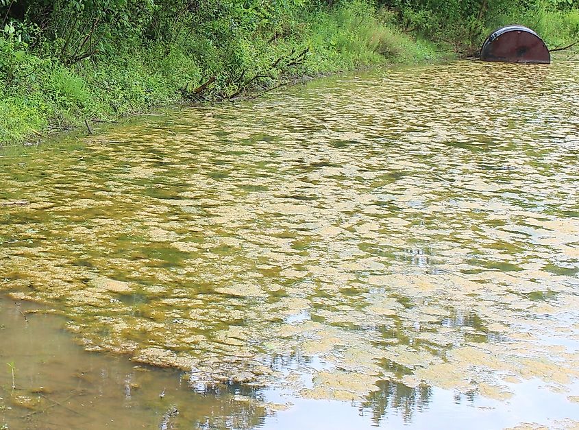 Cyanobacteria, also known as blue-green algae, often causes algal blooms in freshwater and occasionally in marine environments. Green-brown scum floating on the surface of a pond.