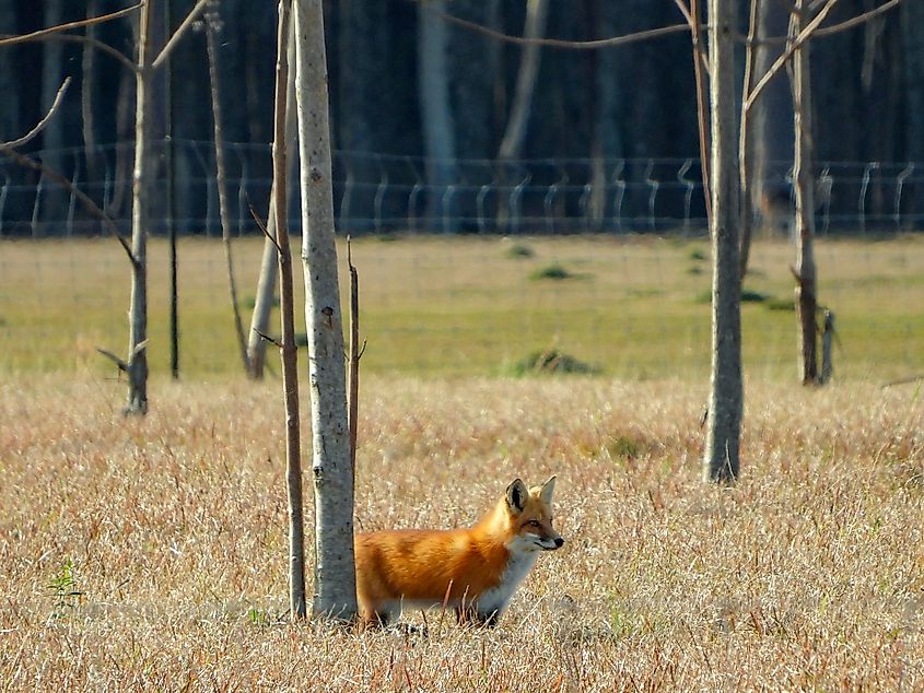 Global Wildlife Center in Folsom, Louisiana