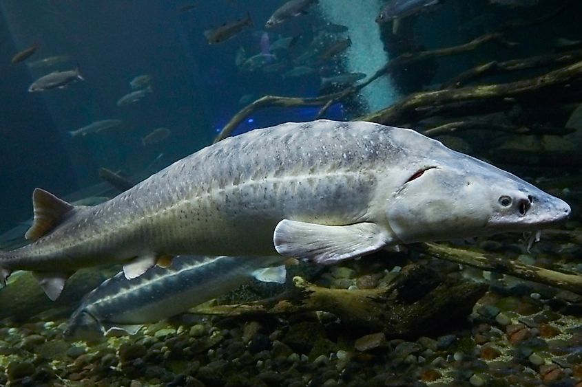 A short nose sturgeon swimming in an aquarium. Image credit pixel creator via Shutterstock.