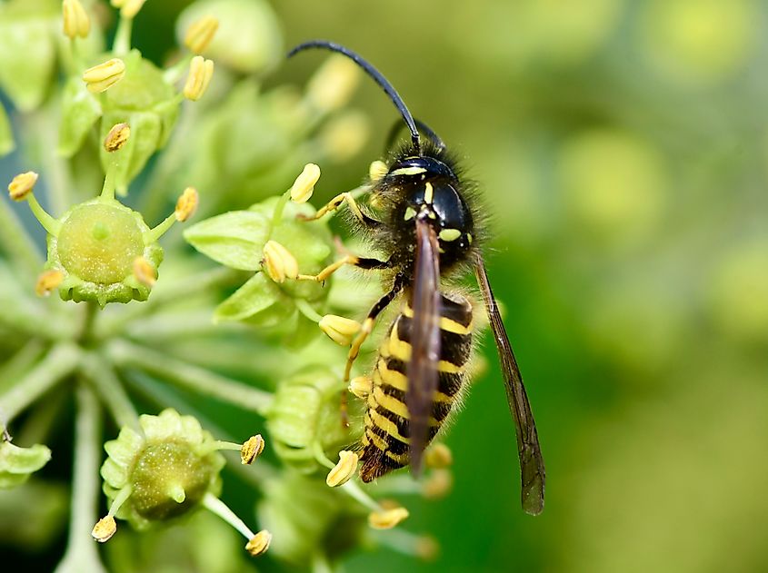 Yellowjacket