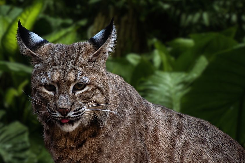 Bobcat close up, wild animal.