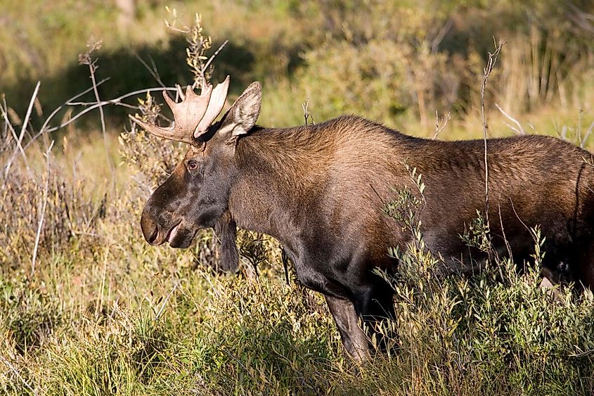 Moose near Walden, Colorado.
