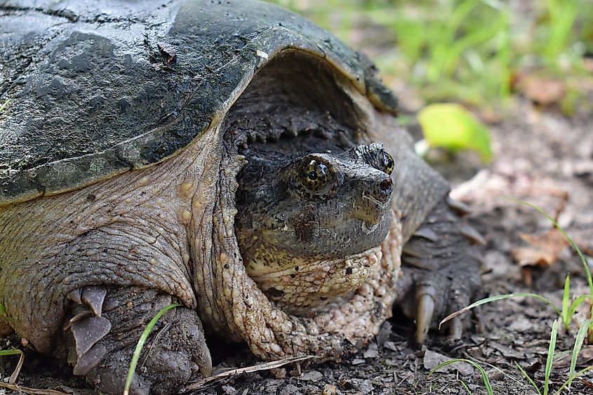 Common Snapping Turtle (Chelydra serpentina), with its rugged shell, large head, and powerful jaws, typically found near freshwater habitats.