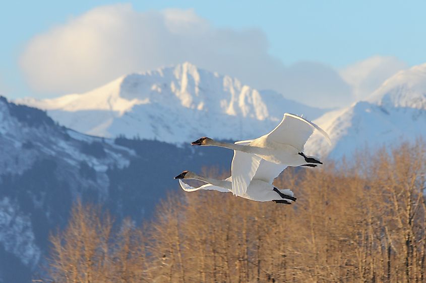 Haines, Alaska