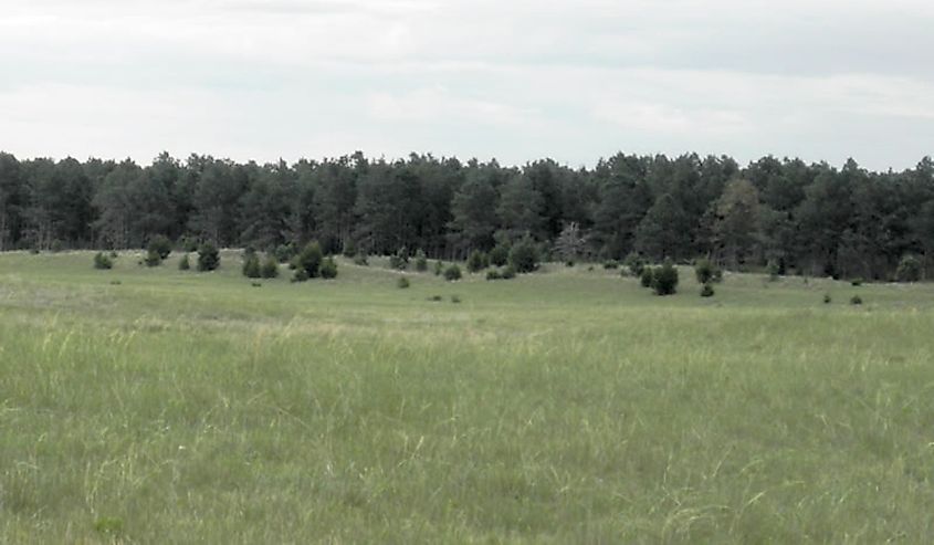 Typical Sandhills scene with planted ponderosa pine forest at McKelvie National Forest, Nebraska