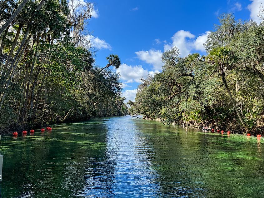 The springs at Blue Springs State Park in Orange City, Florida, are renowned for their clear, vibrant waters and are a popular spot for swimming and wildlife viewing, particularly manatees.