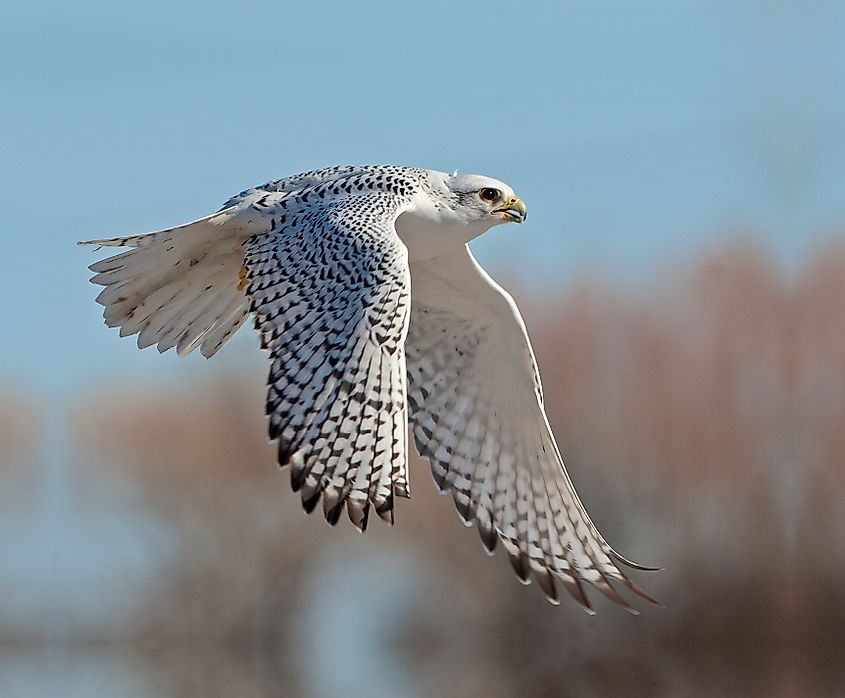 Gyrfalcon taking to the sky