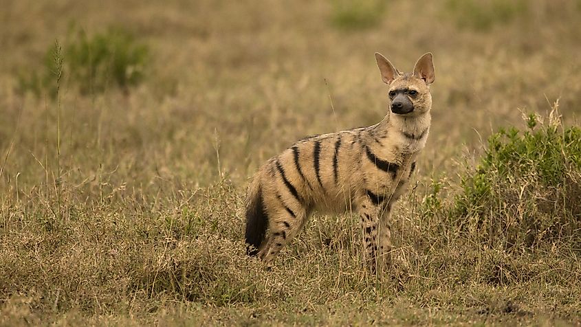 can a hyena breed with a dog